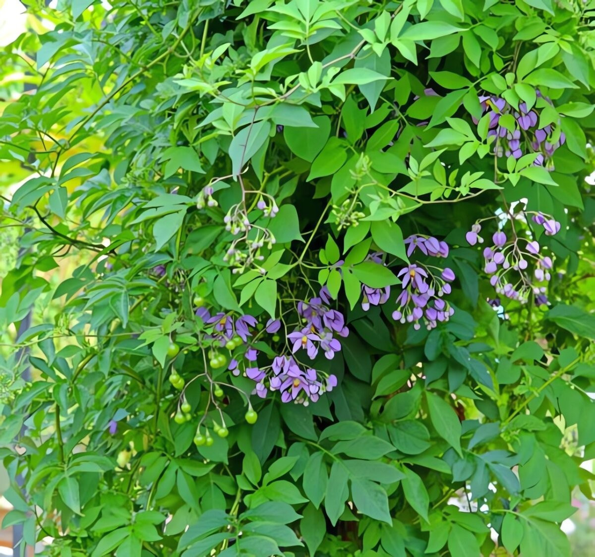 Cắt tỉa thường xuyên giúp cây gọn gàng và kích thích ra hoa liên tục – một đợt tàn, đợt khác lại nở, không ngừng nghỉ.