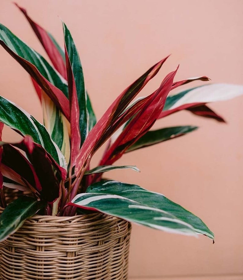 Cây phong thủy hút tài lộc, tượng trưng cho phúc – lộc – thọ: Ba màu lá đại diện cho ba điều tốt lành: tài lộc – phúc khí – sức khỏe. Cây giúp thu hút năng lượng tích cực, cân bằng không gian sống, mang lại may mắn.