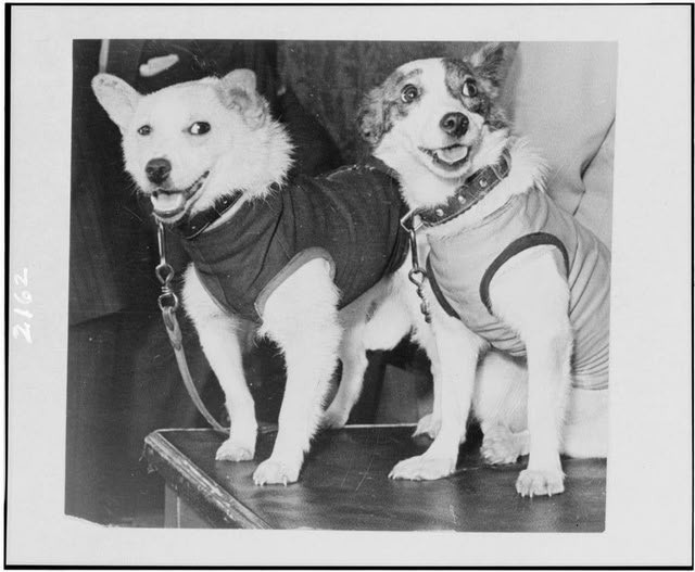 Tàu vũ trụ do Liên Xô phóng mang theo hai chú chó Belka và Strelka cùng nhiều sinh vật khác.