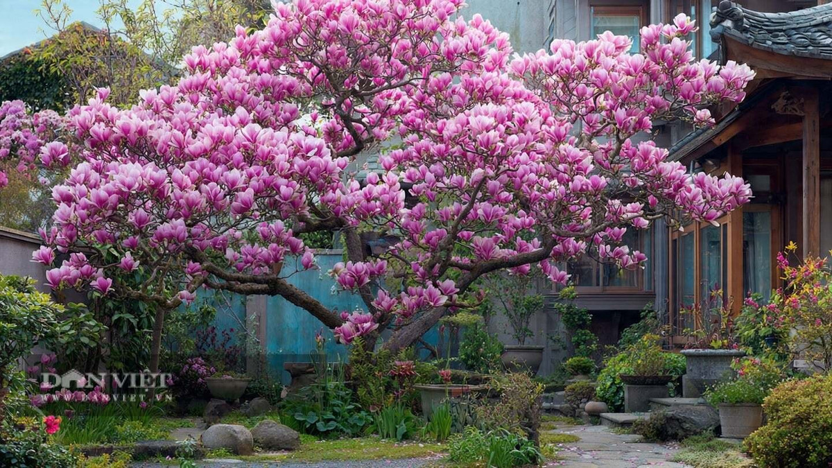 3. Mộc Lan – Mở cửa niềm vui, đón phúc vào nhà: Mỗi độ xuân về, mộc lan bung nở những đóa hoa trắng ngần hoặc hồng phớt, thanh khiết như mây trời. Cành hoa mềm mại, hương thơm dịu nhẹ lan tỏa khắp sân, mang lại cảm giác yên bình và thư thái.