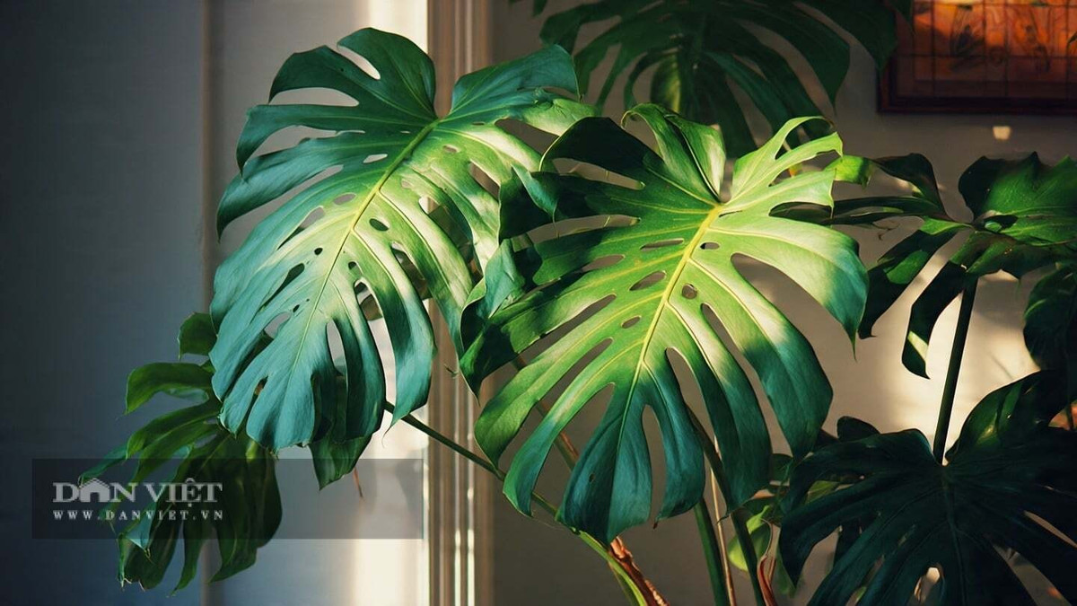 View - Cây cảnh đẹp 'gây mê', chiêu tài lộc... che chở gia đình | Báo Tri thức và Cuộc sống - TIN TỨC PHỔ BIẾN KIẾN THỨC 24H