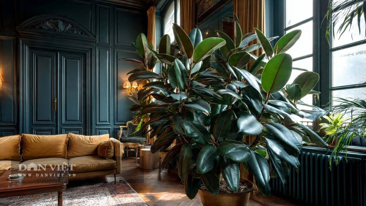 Khi kết hợp với chậu đất nung và nội thất gỗ, đa búp đỏ mang lại cảm giác cổ điển, vững chãi. Ngoài tính thẩm mỹ, cây còn có khả năng hút bụi, hấp thụ một số khí độc, góp phần cải thiện chất lượng không khí trong nhà.