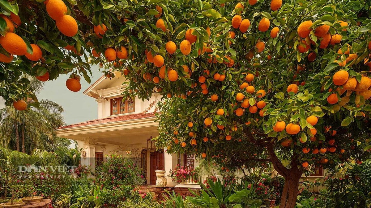 Cam không chỉ có ý nghĩa phong thủy mà còn là loại quả bổ dưỡng, giàu vitamin C. Vào dịp Tết, trồng hoặc đặt cây cam trước nhà được xem là cách đón tài lộc, cầu chúc năm mới suôn sẻ, sung túc và an vui.