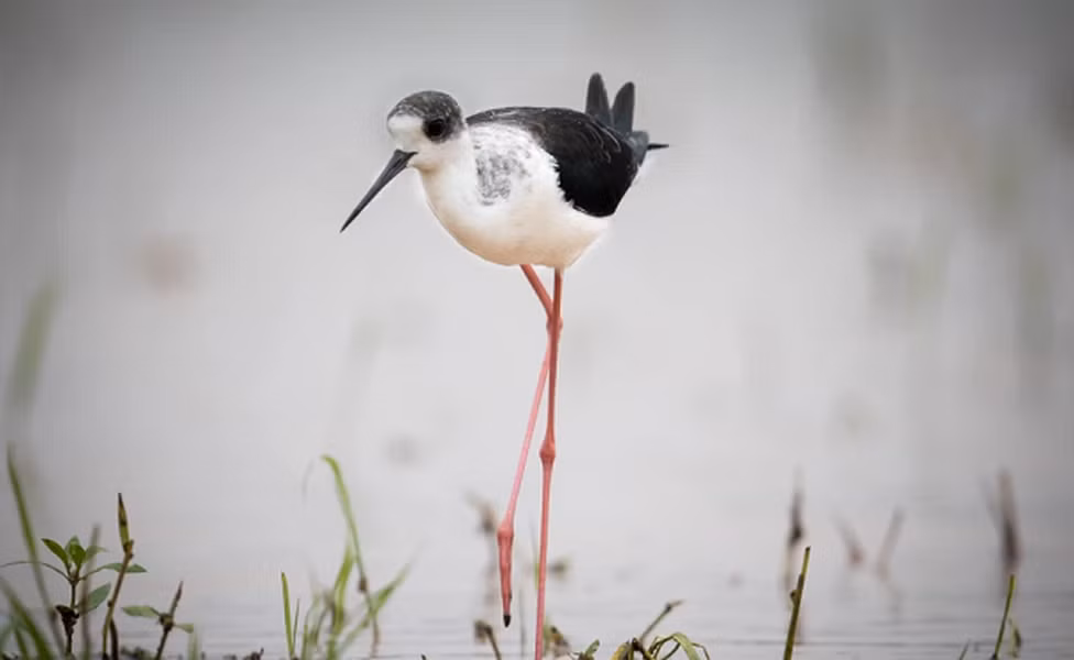 Chim cà kheo cánh đen sống thành đàn và đẻ từ ba đến bốn quả trứng. Tổ của chim cà kheo cánh đen thường được làm ở những bãi bồi đầm lầy khô, chúng sinh sản từ tháng 4 và nhiều nhất vào tháng 6. Chúng giữ khoảng cách giữa các tổ với nhau khoảng 20m.