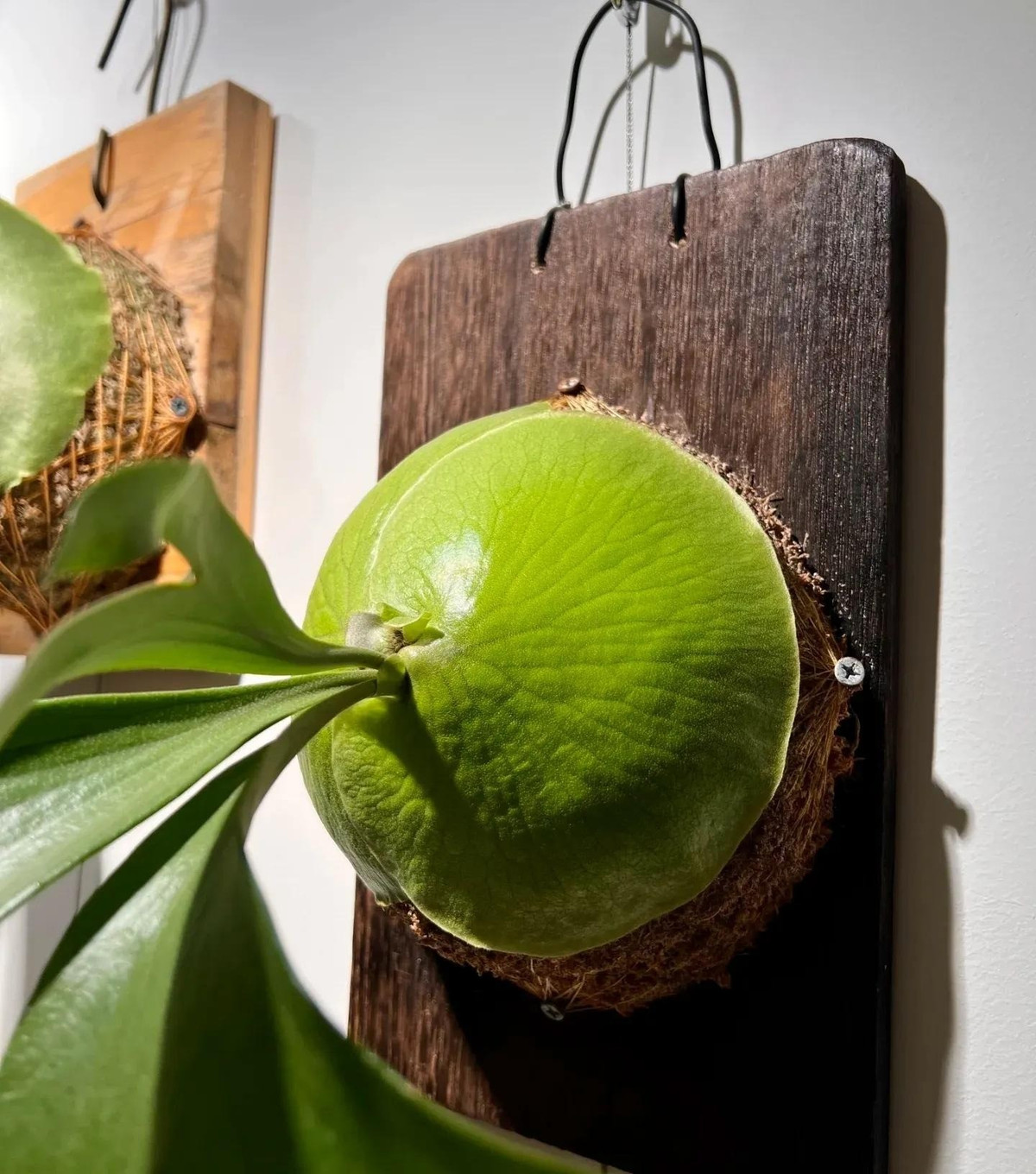 Loài cây này có giá trị phong thủy cao, tượng trưng cho may mắn, tài lộc, sức khỏe, sự gắn kết gia đình và thịnh vượng bền lâu.