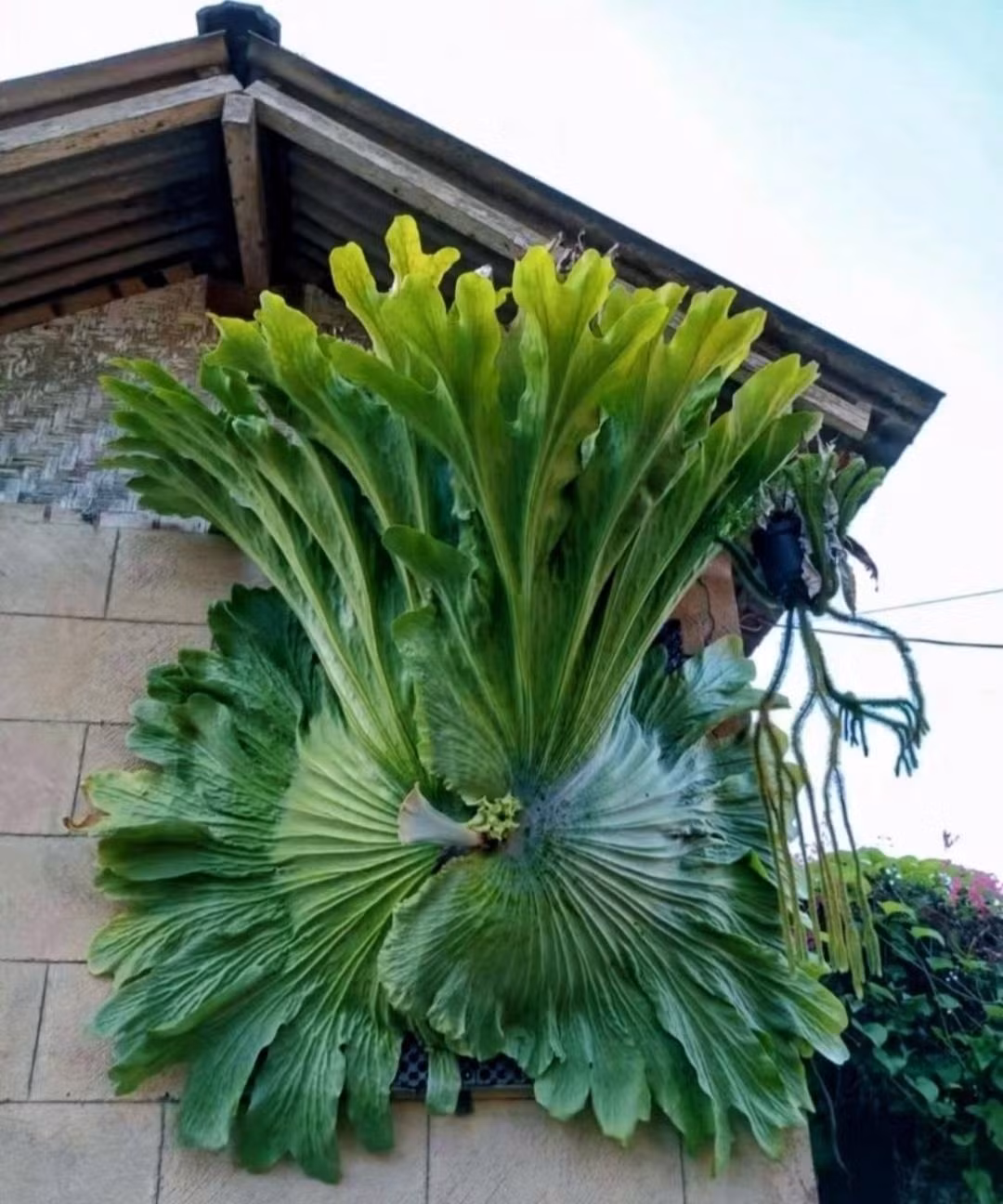 Thoạt nhìn, cây cảnh này khiến người ta liên tưởng đến một sinh vật kỳ lạ vùng nhiệt đới, bám chặt vào cây như loài thú cổ đại.