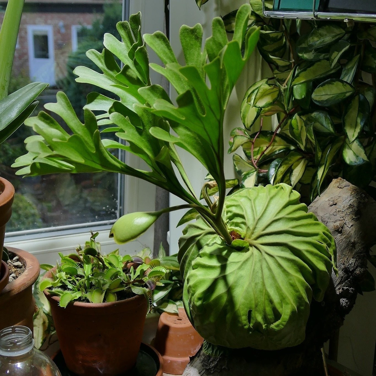 Không chỉ đẹp, dương xỉ sừng hươu còn có khả năng thanh lọc không khí, hút khí độc, điều hòa độ ẩm và tạo môi trường sống trong lành.