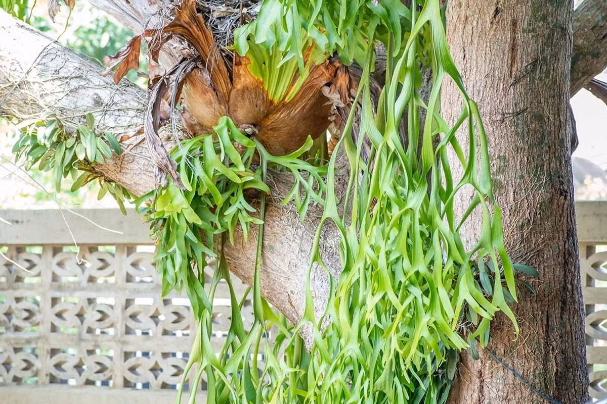 Dương xỉ sừng hươu là thực vật biểu sinh – sống bám trên cây hoặc đá, hấp thụ dinh dưỡng từ không khí, nước mưa và lớp mùn tích tụ bên dưới.