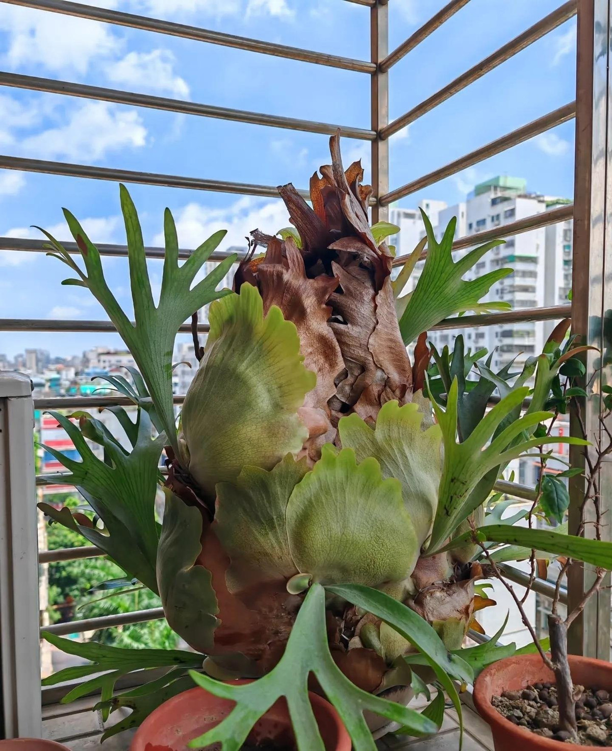 Trong những năm gần đây, loài cây này ngày càng phổ biến nhờ vẻ ngoài sang trọng, uy nghiêm. Nhiều người ví nó như một “quý ông mặc vest”.