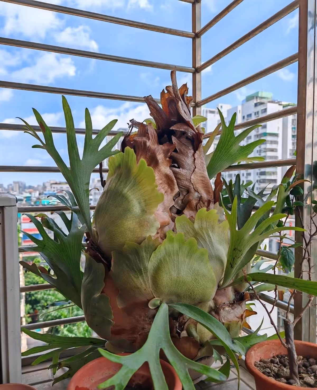 Trong những năm gần đây, loài cây này ngày càng phổ biến nhờ vẻ ngoài sang trọng, uy nghiêm. Nhiều người ví nó như một “quý ông mặc vest”.