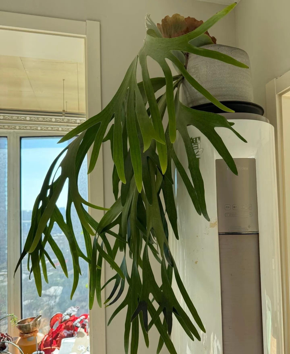 Dương xỉ sừng hươu còn được gọi bằng nhiều tên khác: quyết dẹt, lan bắp cải, lan tai tượng, lan ổ rồng hay ổ phượng. Tên khoa học: Platycerium grande.