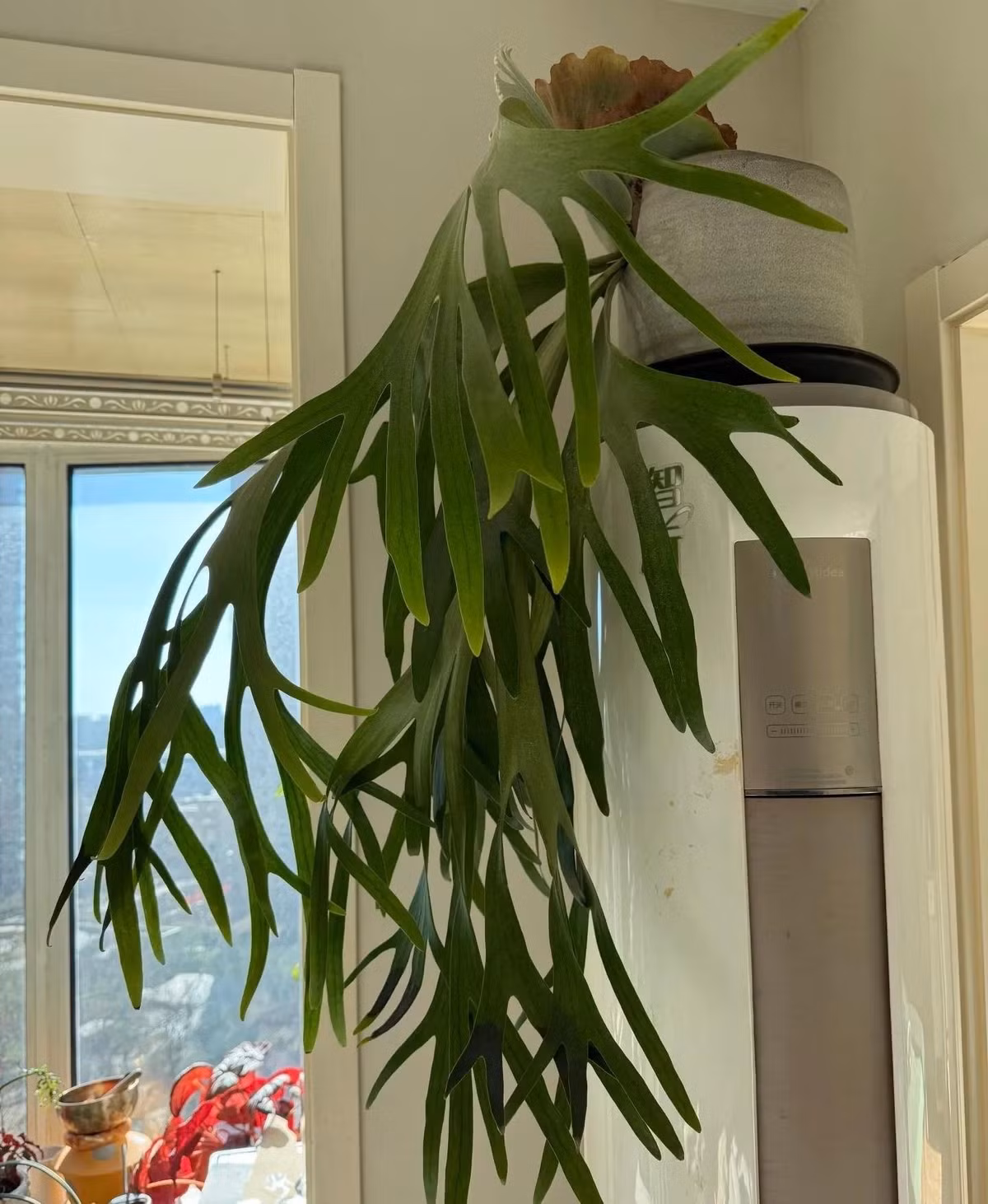 Dương xỉ sừng hươu còn được gọi bằng nhiều tên khác: quyết dẹt, lan bắp cải, lan tai tượng, lan ổ rồng hay ổ phượng. Tên khoa học: Platycerium grande.