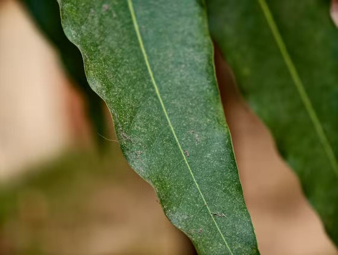 Telemacro tận dụng camera tele, giúp ảnh macro rõ nét, tự nhiên và dễ chụp hơn nhiều.