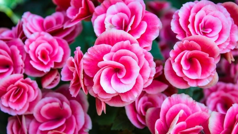 Một trong những thách thức khi trồng thu hải đường trong chậu là sâu bệnh, vì vậy cần kiểm tra cây thường xuyên.