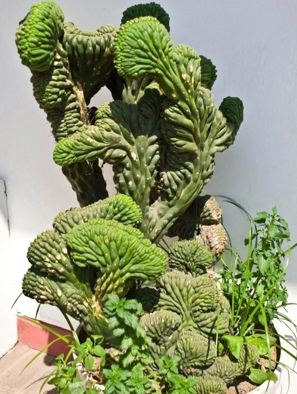 Việc chăm sóc ngọc kỳ lân khá đơn giản. Cây ưa đất cát thoát nước tốt, thích khí hậu ấm áp và ánh sáng đầy đủ. Vào mùa hè nên che nắng gắt và tưới vừa đủ, tránh bón phân nhiều để bảo vệ bộ rễ. Đây là lựa chọn tuyệt vời cho gia chủ muốn vừa may mắn vừa khỏe mạnh.