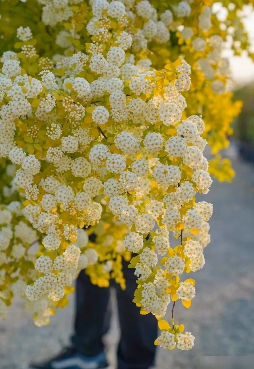 Sắc trắng dịu dàng giữa khung trời vàng óng. Khi gió thổi, từng cụm hoa trắng như quả cầu tuyết đung đưa theo cành uốn cong, tạo nên khung cảnh thơ mộng và dễ thương đến nao lòng.