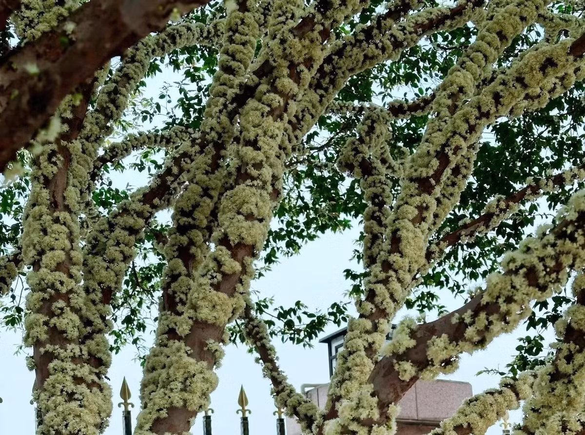  Trái sai khủng, dáng lạ mắt Cây ra quả nhiều đến bất ngờ, chen chúc trên thân, khiến ai nhìn cũng phải tò mò. Chính điều này đã biến nó thành “ngôi sao” trong thế giới cây cảnh.