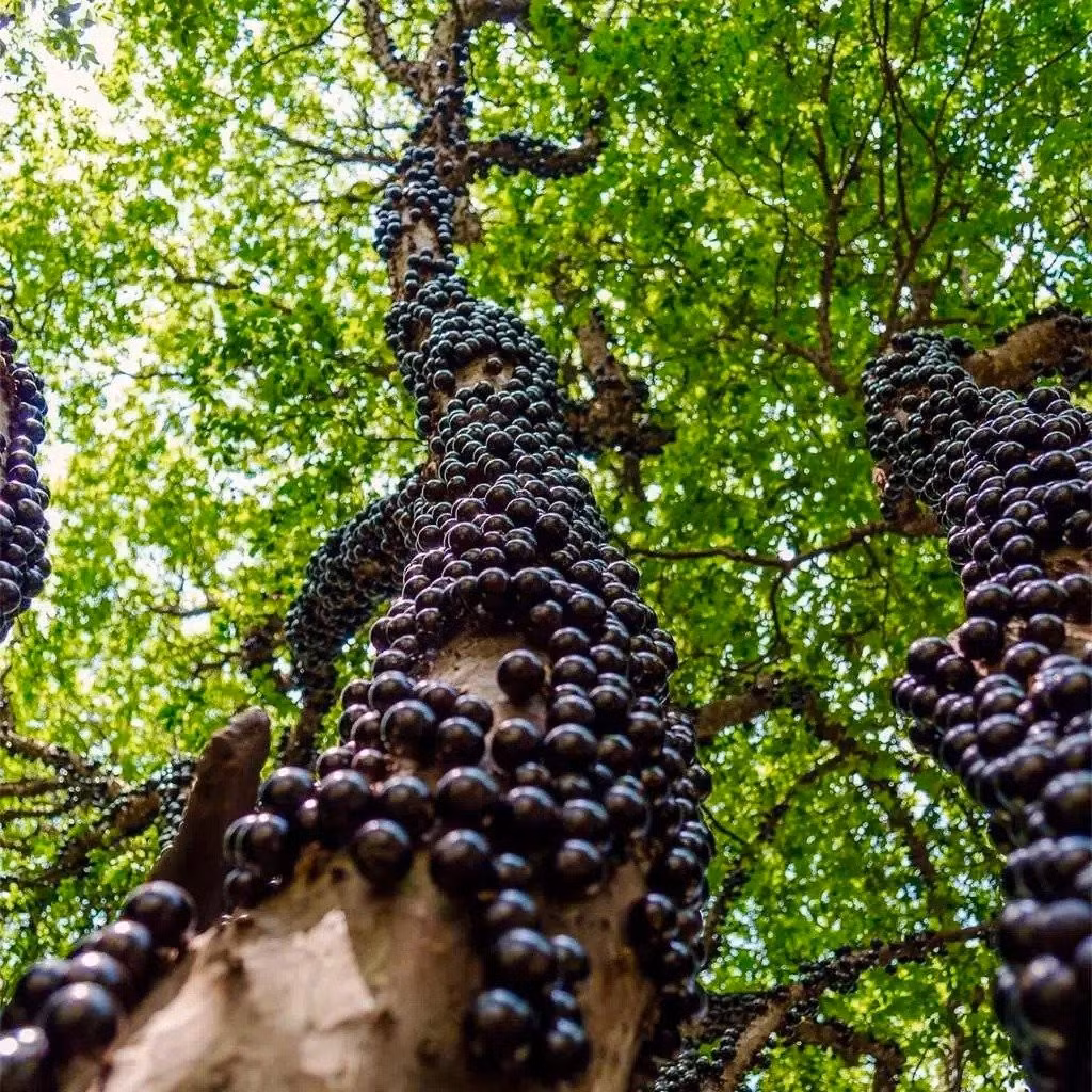  Ứng dụng đa năng từ quả và cây Quả có thể ăn sống, làm rượu, thạch, mứt. Cây dễ trồng trong chậu, có thể tạo dáng bonsai hoặc trồng làm cảnh, mang lại thẩm mỹ và giá trị phong thủy.