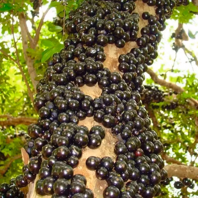  Vẻ đẹp sang chảnh từ quả mọng tím Khi chín, nho thân gỗ có màu tím sẫm, tròn bóng, trông như trứng cá đen đắt đỏ. Cắn một miếng, vị chua ngọt bung tỏa, để lại dư vị thanh mát dài lâu.