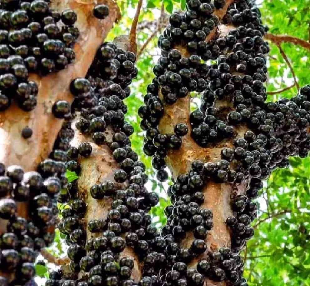  Loài cây “khác thường” trong thế giới trái cây Trái khác biệt vì mọc trên thân, không như các loại cây thông thường. Điều này tạo sự độc đáo, khiến nho thân gỗ được giới mê cây sưu tầm săn đón.