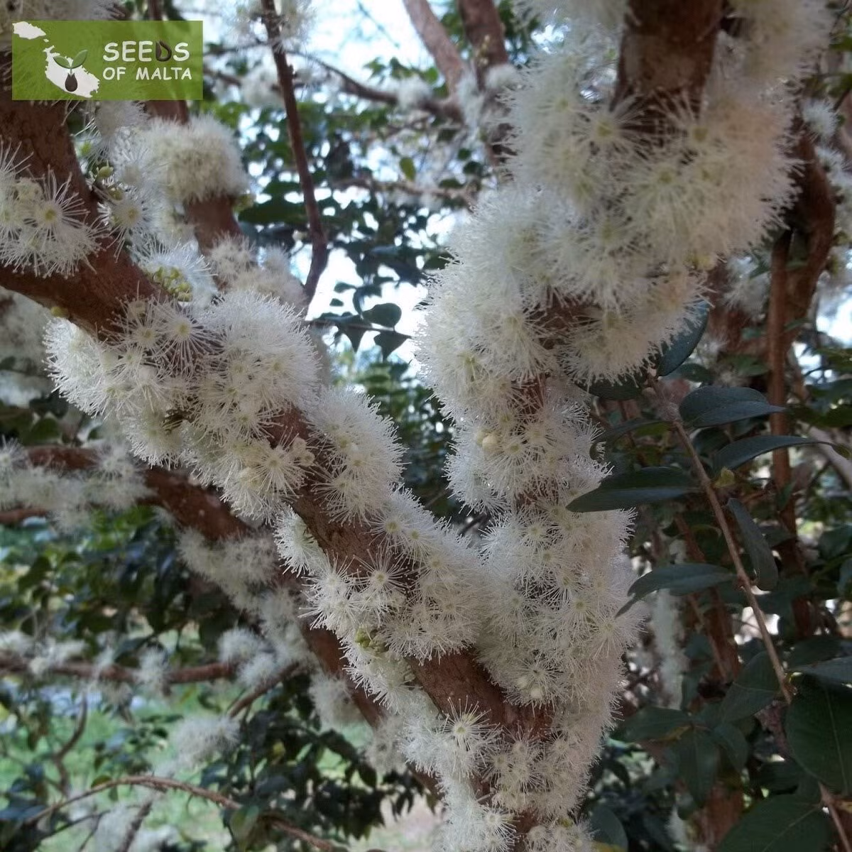 Hoa mọc thẳng trên thân cây Hoa màu trắng, nhỏ nhắn, mọc thành chùm ngay trên thân cây, tạo nên cảnh tượng hiếm thấy. Mỗi năm có thể ra hoa 1–5 đợt, phụ thuộc vào điều kiện sống.