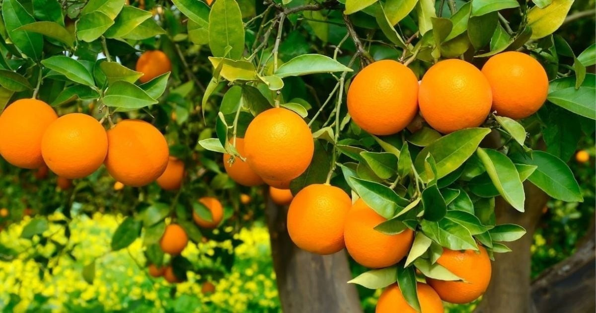 Cây cam từ lâu đã được xem là biểu tượng của sự may mắn, tài lộc và thịnh vượng trong phong thủy.