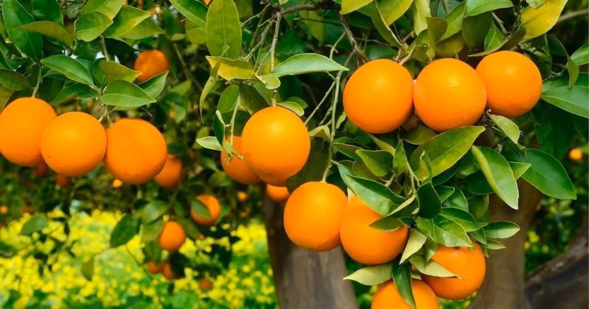 Cây cam từ lâu đã được xem là biểu tượng của sự may mắn, tài lộc và thịnh vượng trong phong thủy.