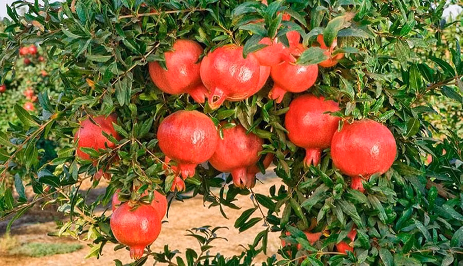 Trong phong thủy, cây lựu thường được trồng trước cửa nhà hoặc trong sân vườn để đón vượng khí, năng lượng tích cực.