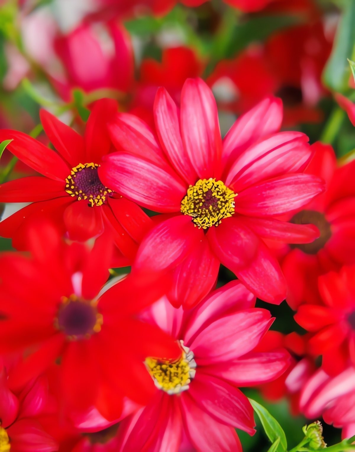 Với sự rực rỡ, dễ chăm sóc và ý nghĩa phong thủy tích cực, cúc Senetti chính là lựa chọn hoàn hảo cho trang trí nhà cửa, sân vườn và mở đầu một mùa xuân đầy may mắn.