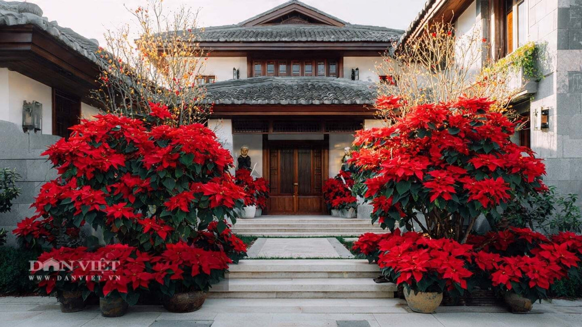 Màu sắc rực rỡ và những bông hoa thanh khiết của cây còn giúp thanh lọc không khí