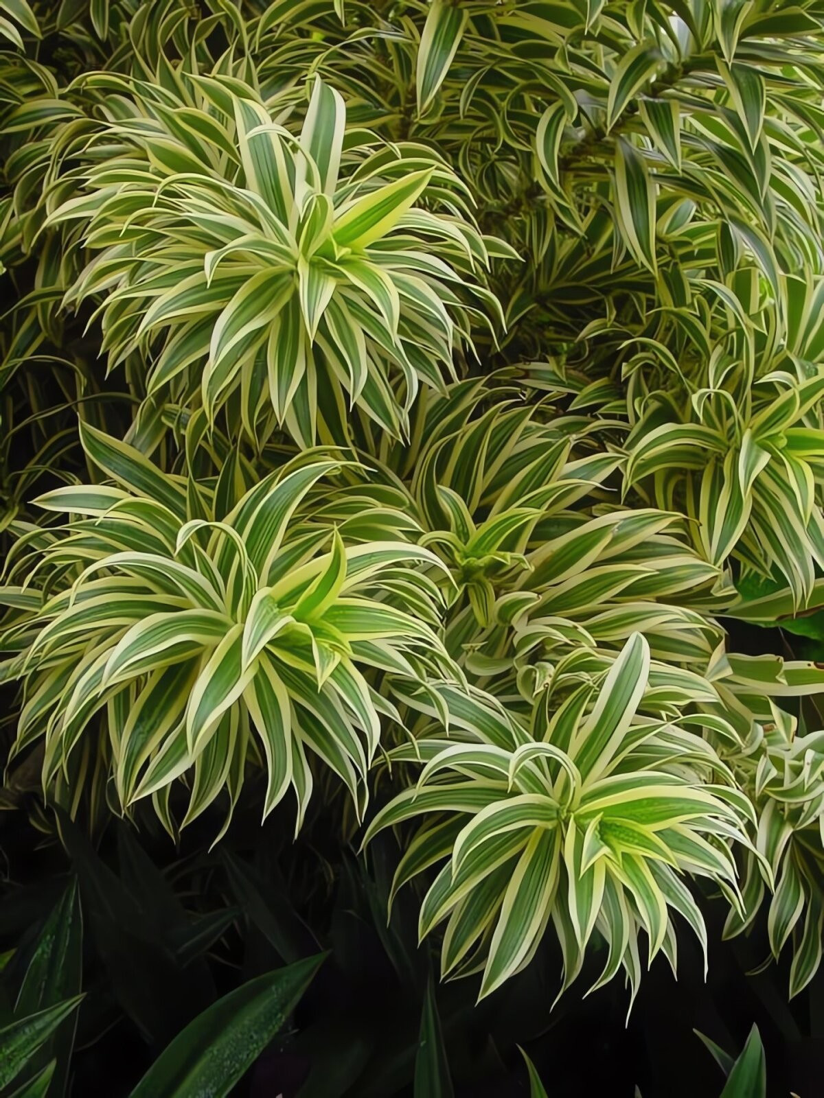 Trong tiếng Anh, loài cây còn mang những cái tên đầy chất thơ: Song of India hay Song of Jamaica, gợi lên âm hưởng lãng mạn của miền nhiệt đới.