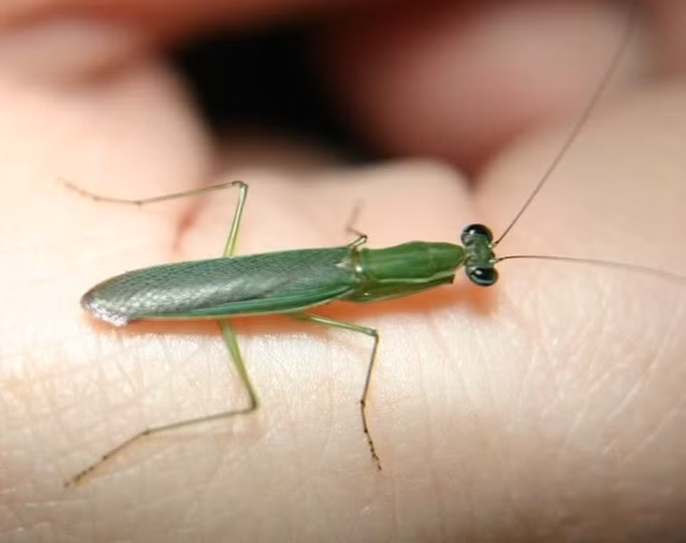 Bọ ngựa kiến trưởng thành có hình dạng không khác nhiều loài bọ ngựa thường, chỉ trừ kích thước cực kì khiêm tốn của chúng.