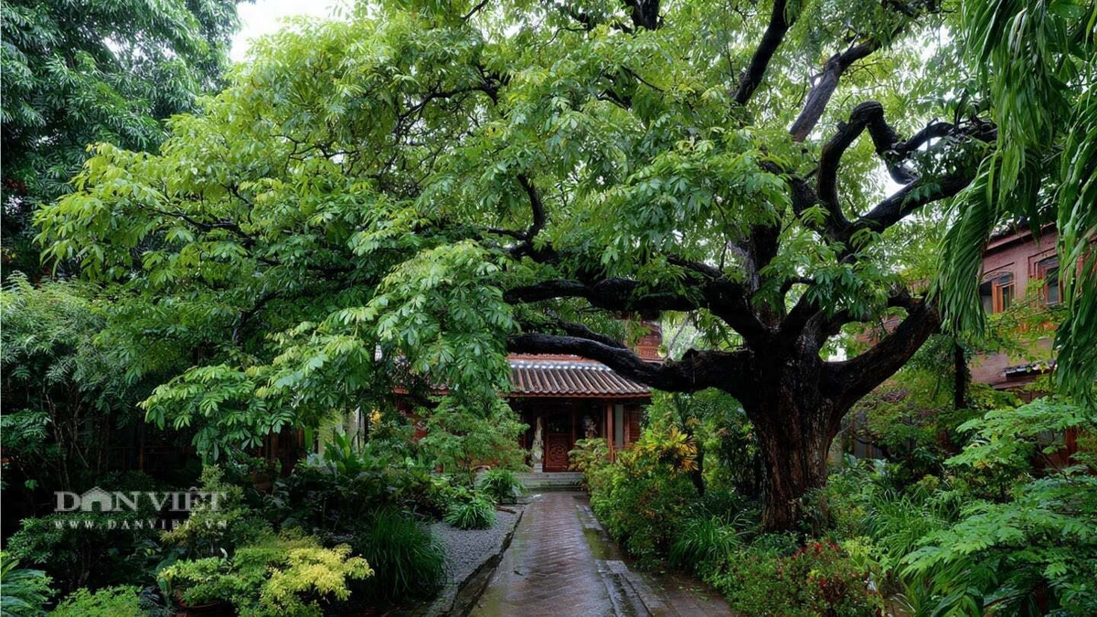 Theo người xưa, loài cây này mang lại sinh khí