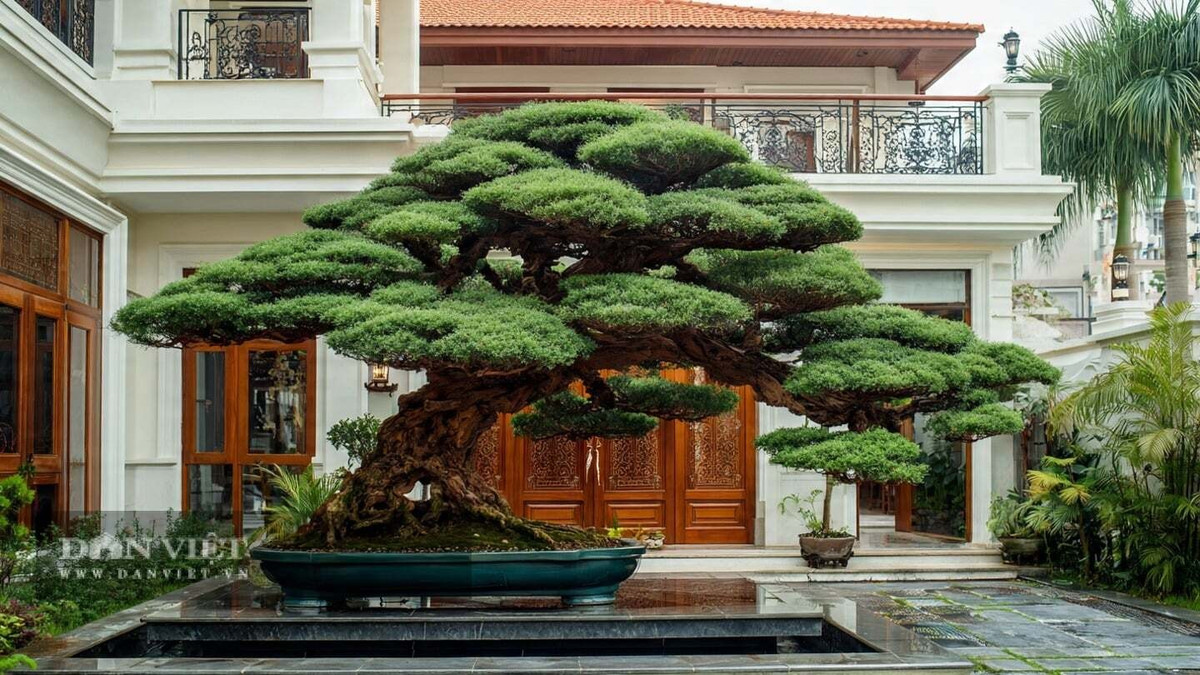 1. Cây cảnh: Tùng La Hán. Tùng La Hán từ xưa đã được coi là biểu tượng của sự trường thọ, kiên cường và thịnh vượng. Vẻ ngoài xanh tốt quanh năm, sức sống bền bỉ của cây thể hiện mong ước gia đình hưng thịnh, đời đời sung túc.