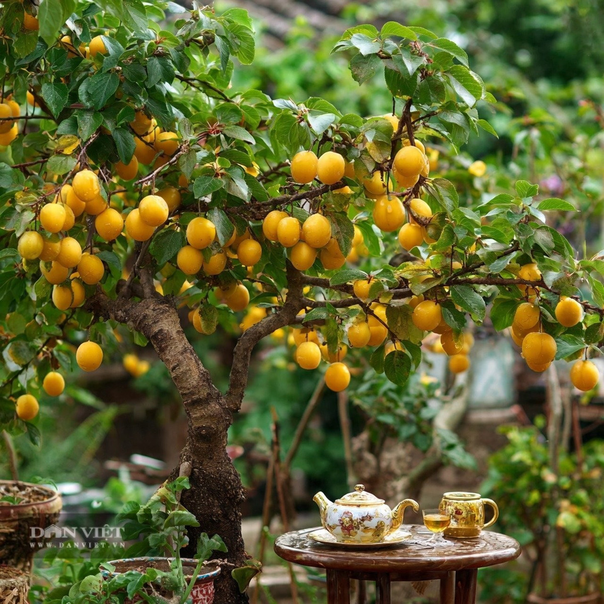 Người xưa không khuyến khích trồng mơ trong sân.