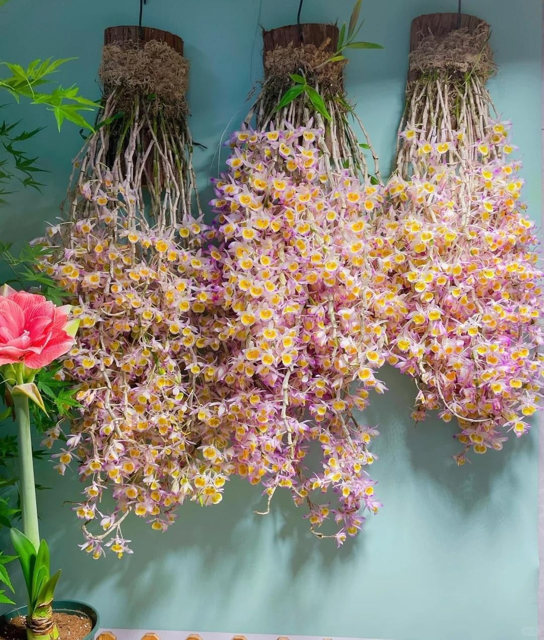 Trong phong thủy, lan hoàng thảo tượng trưng cho phú quý và thành công. Cây ưa môi trường ấm, ẩm, thích hợp đặt ở bệ cửa sổ nhà bếp hoặc nơi có độ ẩm nhẹ để vừa làm cảnh vừa chăm sóc sức khỏe.