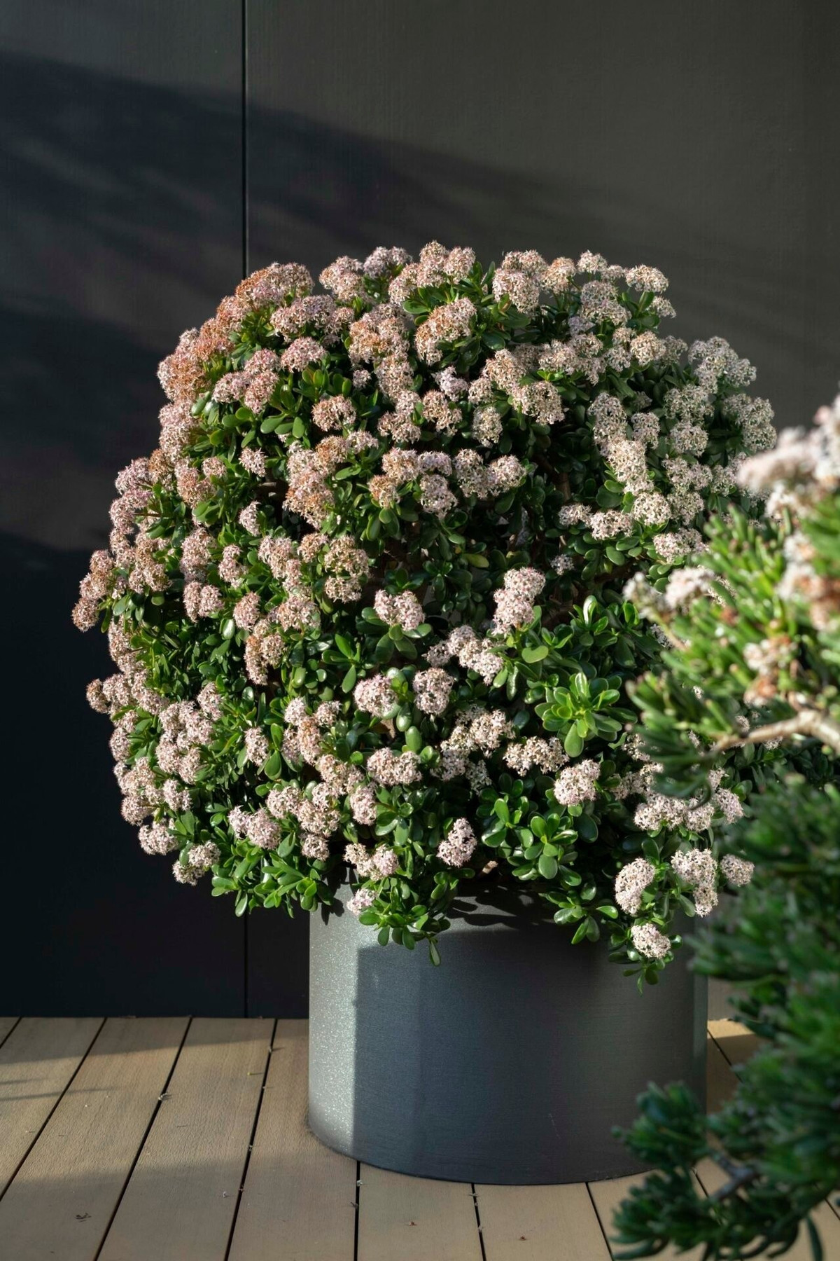 Cây cảnh này là cây thân gỗ dày, hình trụ