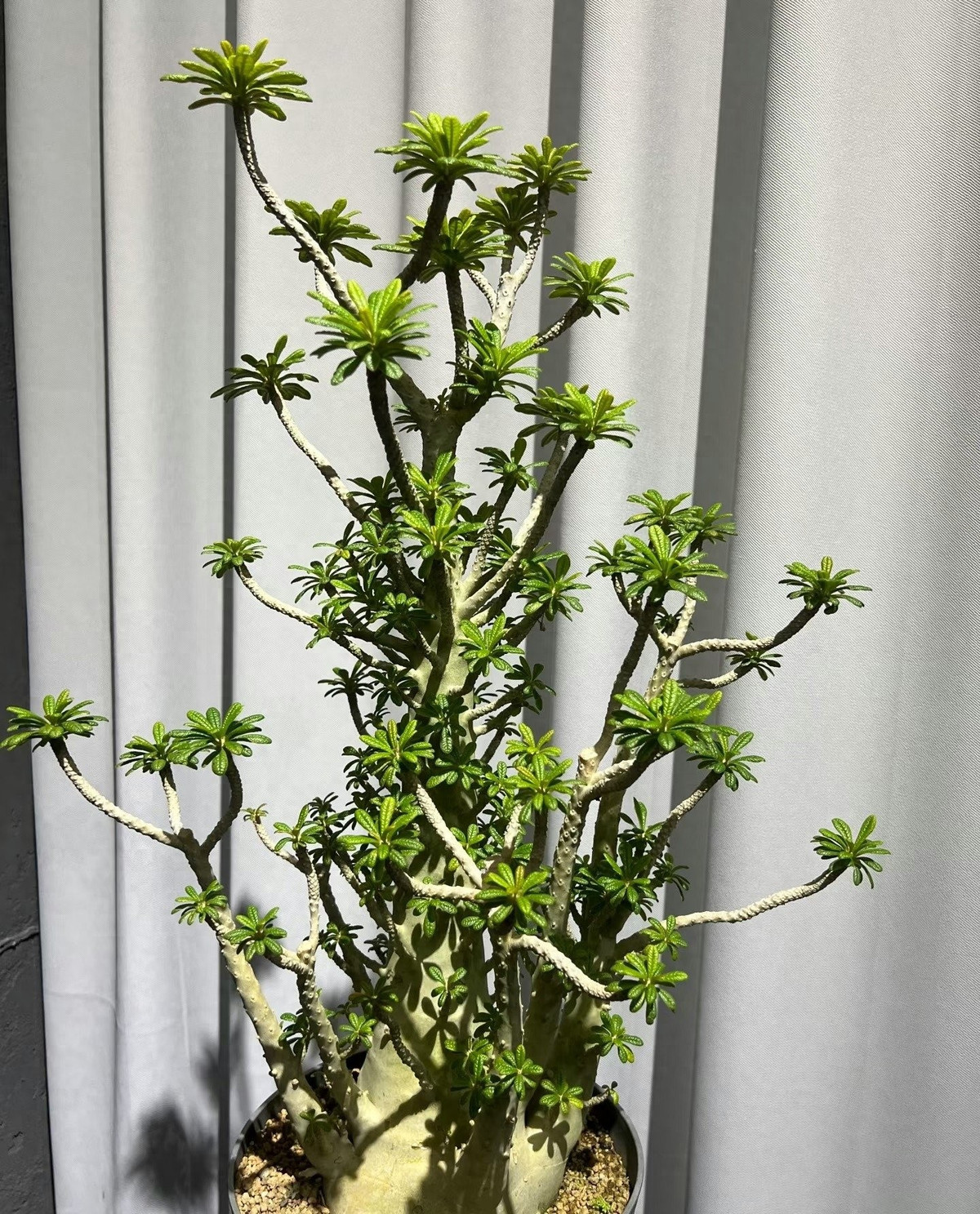 Dorstenia gigas còn được gọi là “dâu tằm khổng lồ”, thuộc họ Moraceae, có nguồn gốc từ vùng Socotra trên Biển Ả Rập.