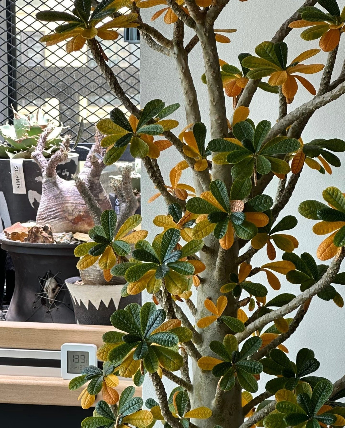 Vào mùa hè, cây có thể sống tốt dưới nắng nóng 40 độ, nhưng mùa đông cần được di chuyển vào nơi ấm áp để tránh chết lạnh.