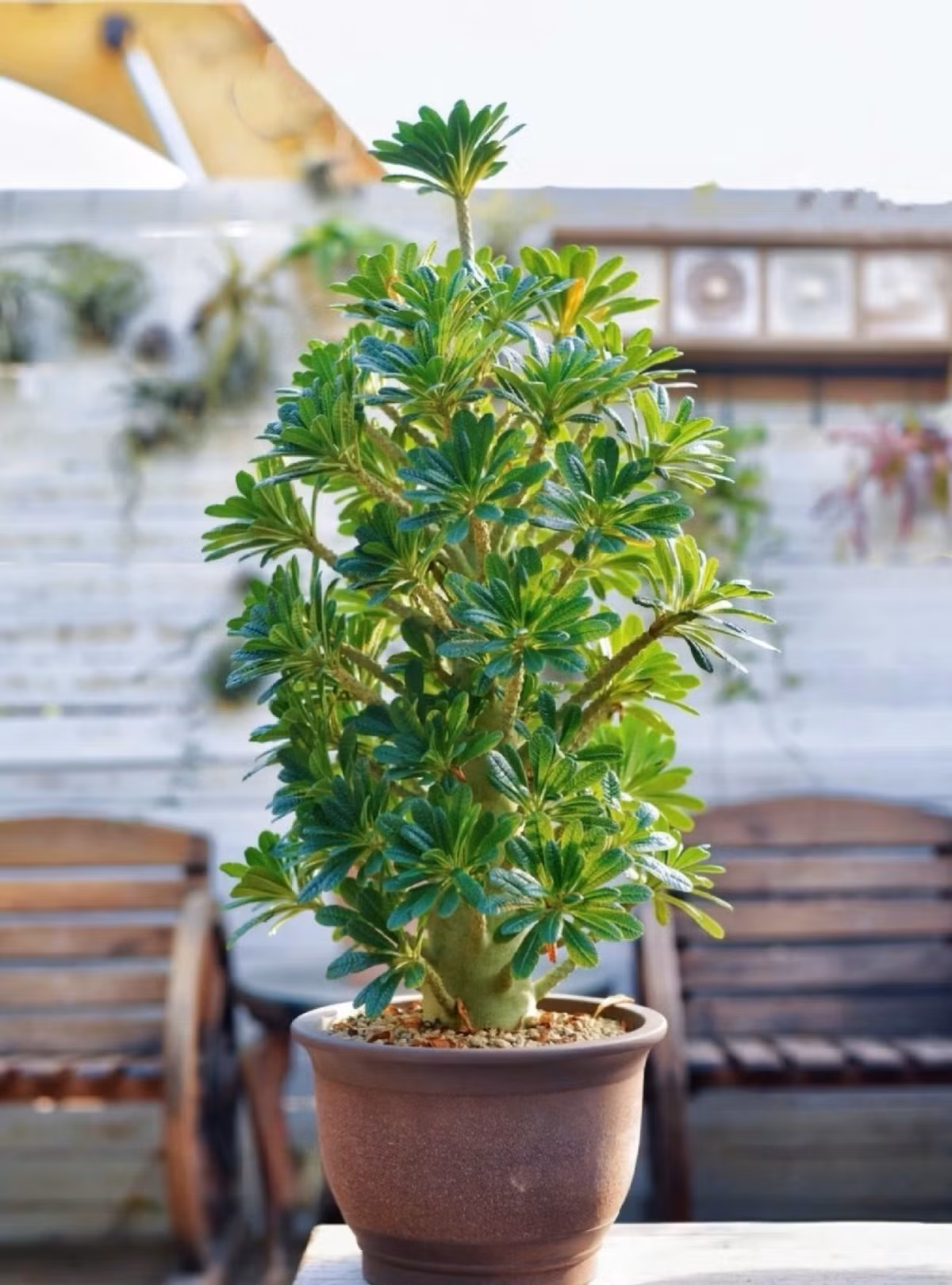 Trong tự nhiên, cây có thể cao từ 1–2 mét, thân to hơn 1 mét, với bề mặt sần sùi tạo nên vẻ đẹp độc đáo như một khối san hô sống.