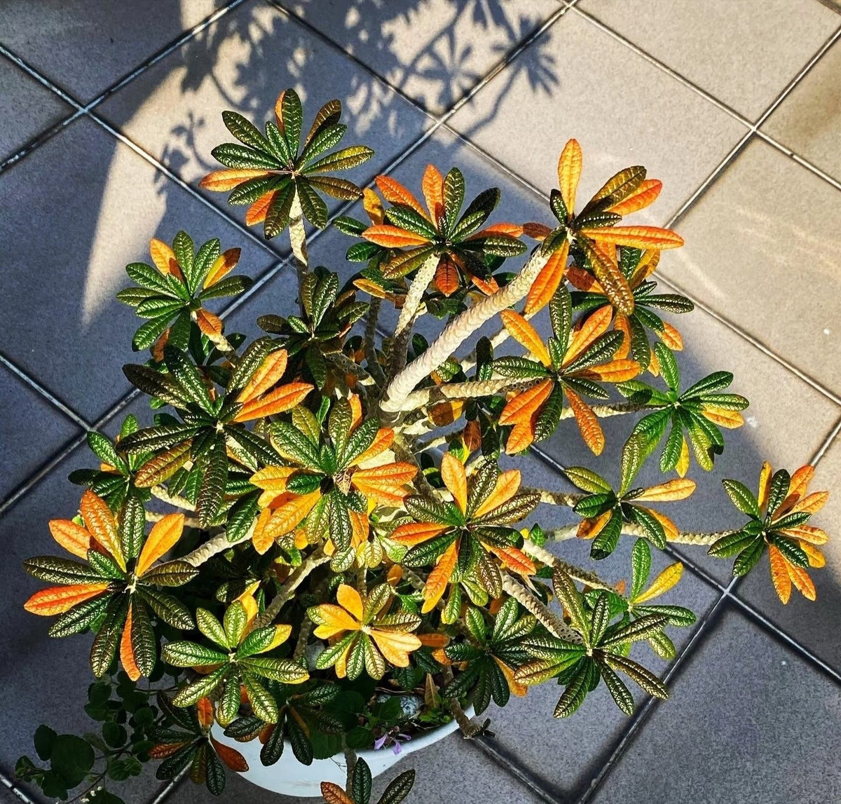 Về phong thủy, Dorstenia gigas được coi là cây mang may mắn, thân mập mạp như “kho tiền”, giúp gia chủ hút tài lộc, tích trữ của cải.