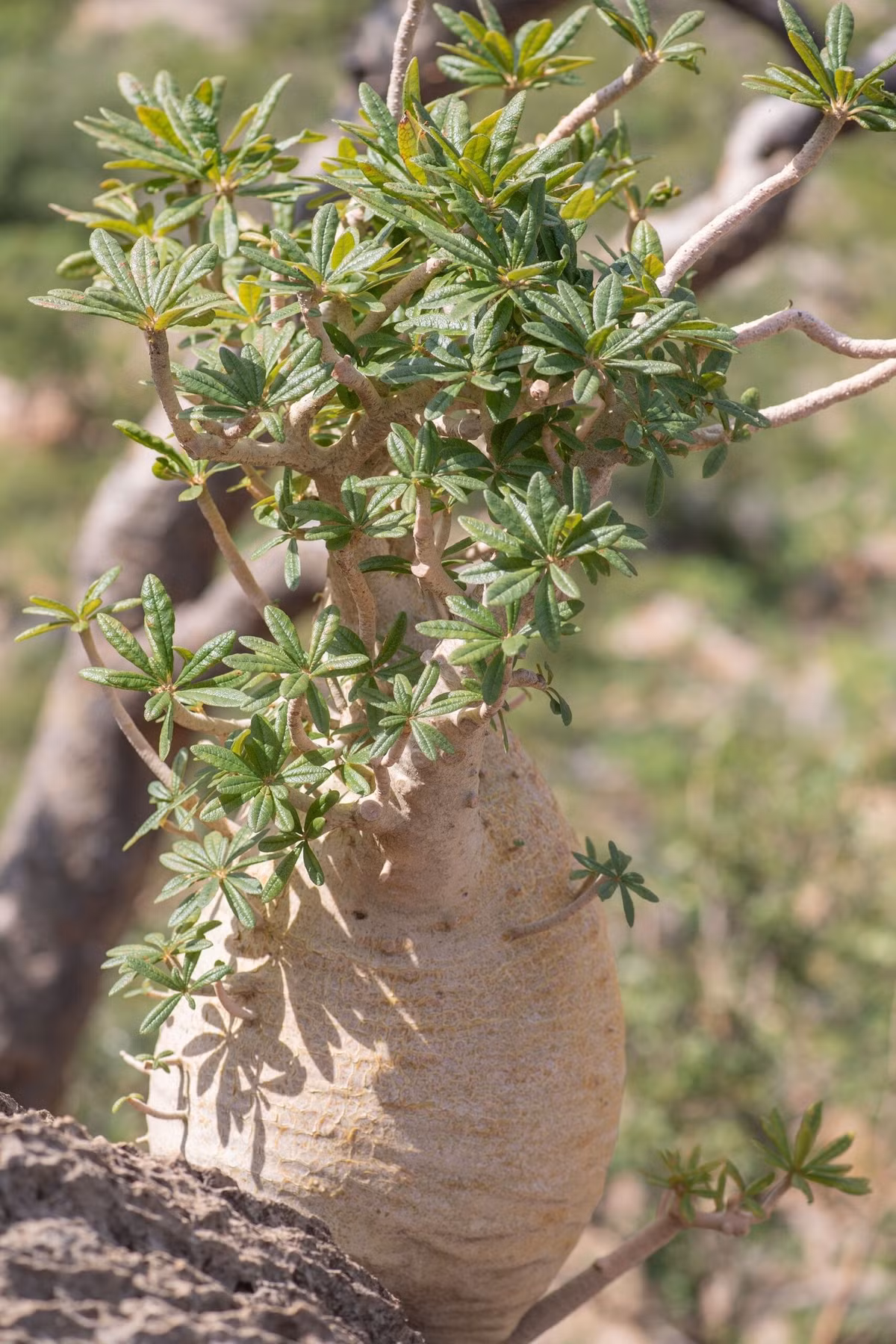 Dorstenia gigas từng được bán với giá hàng nghìn đô la một cây, nay vẫn nằm trong top cây cảnh được giới chơi săn lùng.