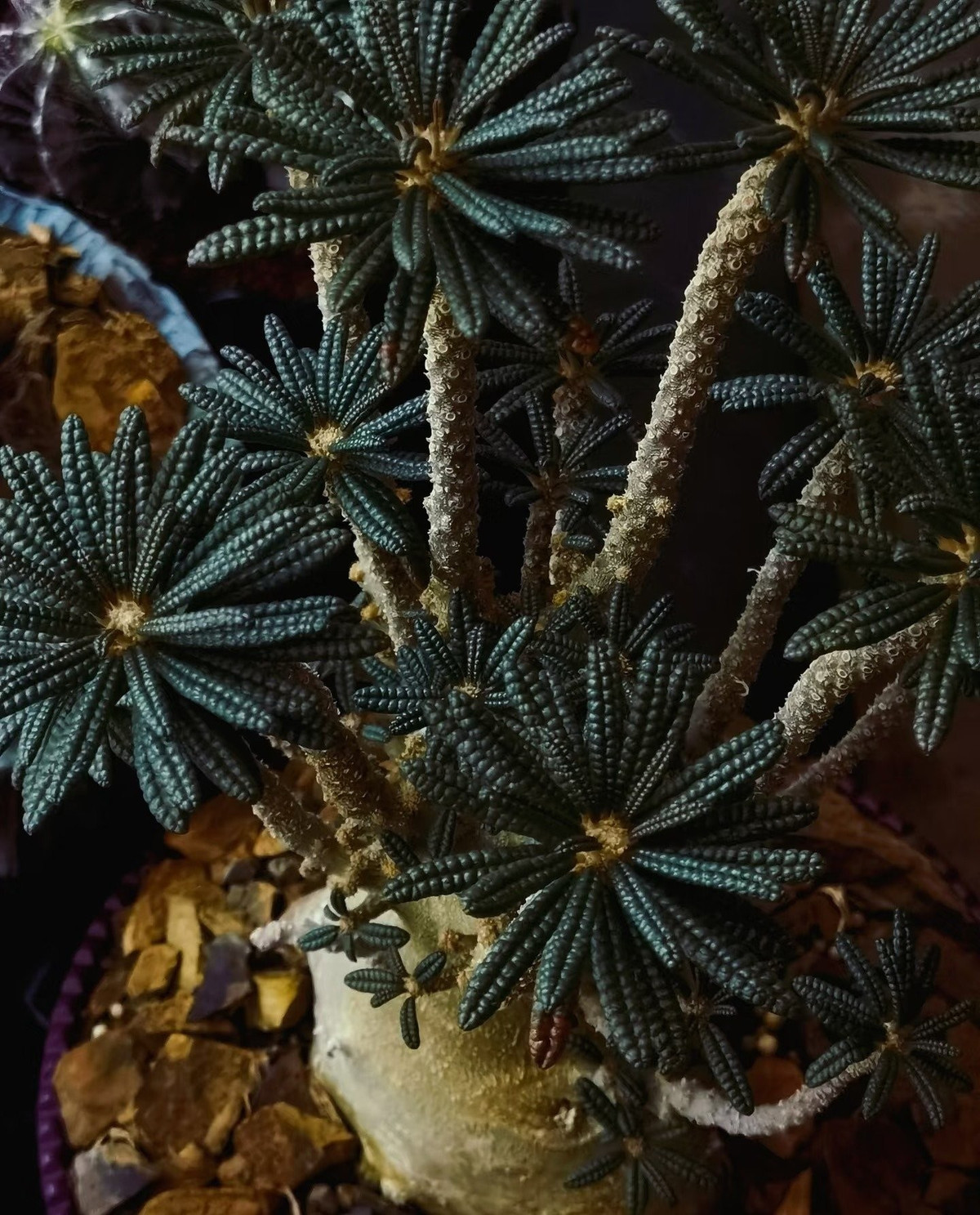 Điều thú vị là cây cực kỳ dễ trồng, chịu hạn tốt, ưa nắng, ít cần tưới, phù hợp cả với người mới bắt đầu tập chơi cây.