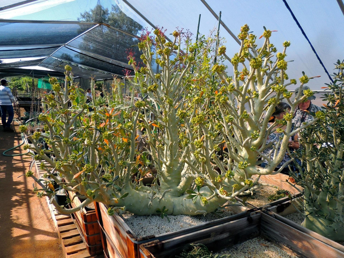 Khác với nhiều loại cây cảnh nhỏ xinh, Dorstenia gigas trông như một tiểu cổ thụ, xum xuê nhiều tán lá, tạo cảm giác cổ kính.