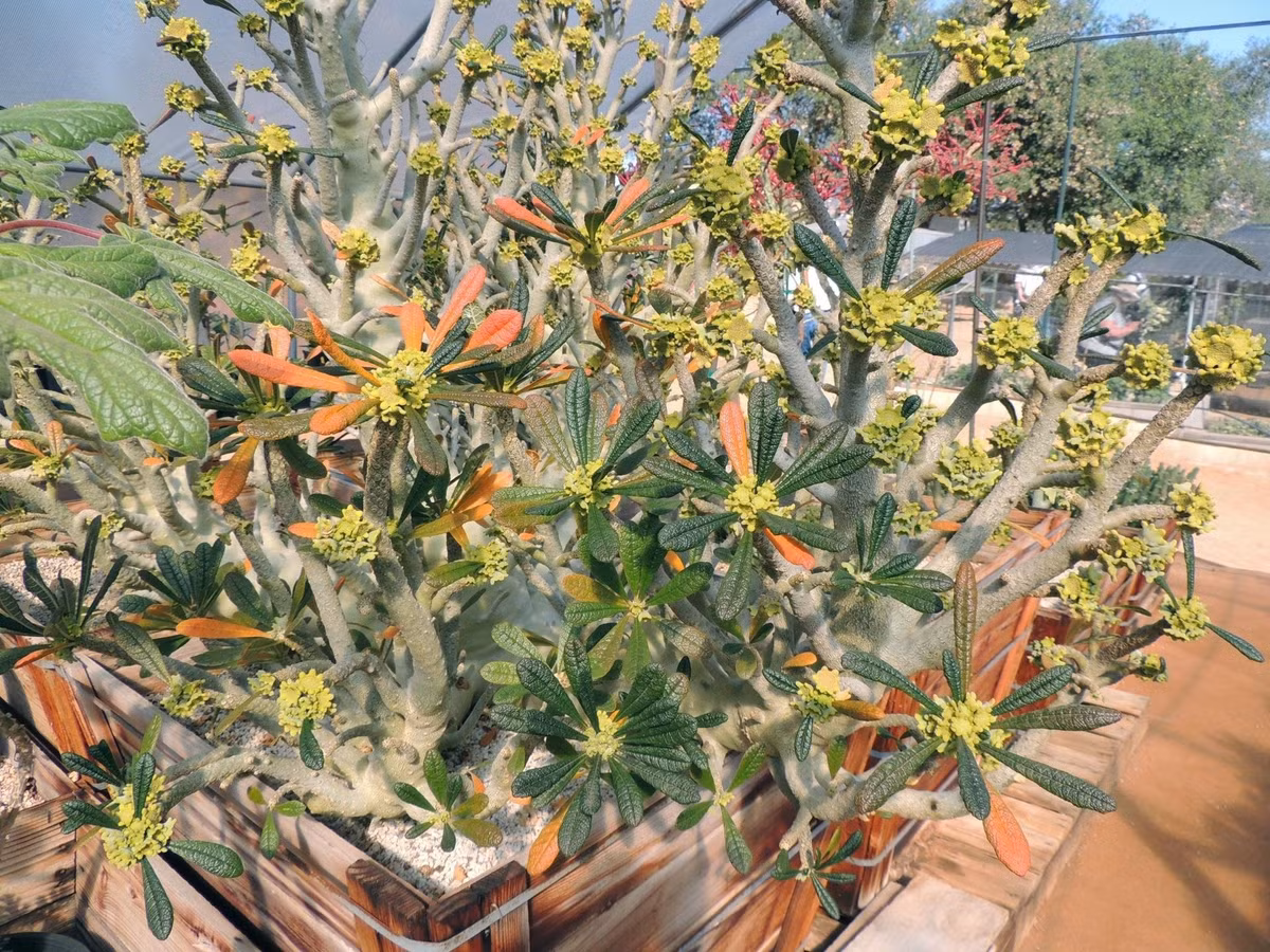 Người chơi thường chọn trồng trong chậu nhỏ khi cây còn non, sau đó thay chậu lớn dần khi cây trưởng thành.