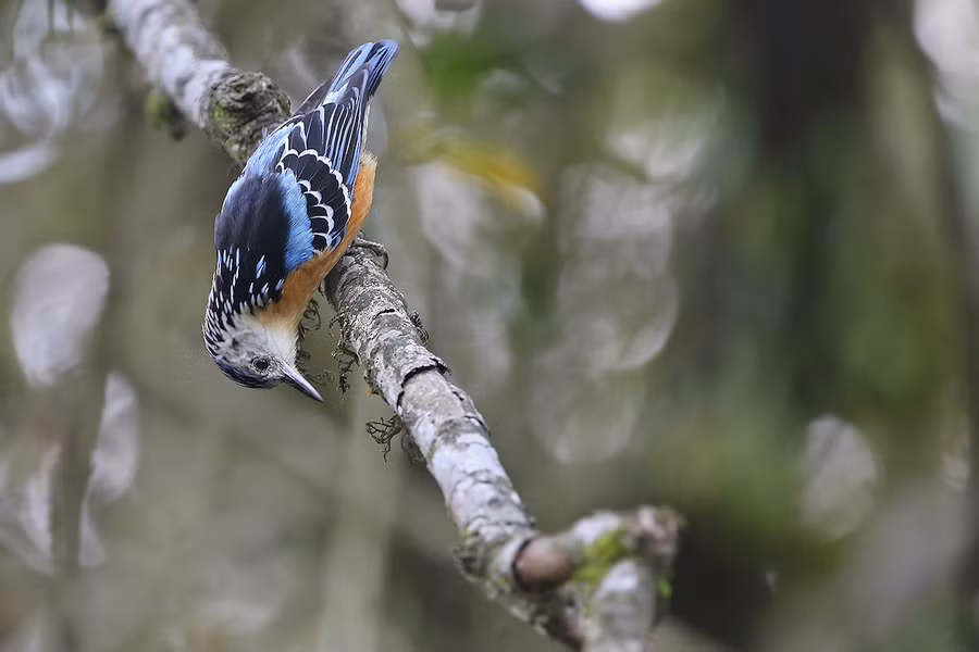 Trèo cây lưng đen (Sitta formosa) dài 16 - 17cm, là loài định cư hiếm tại Tây Bắc và phía Tây Bắc của vùng Đông Bắc, có thể quan sát tại VQG Hoàng Liên Sa Pa, Du Già, khu BTTN Văn Bàn…