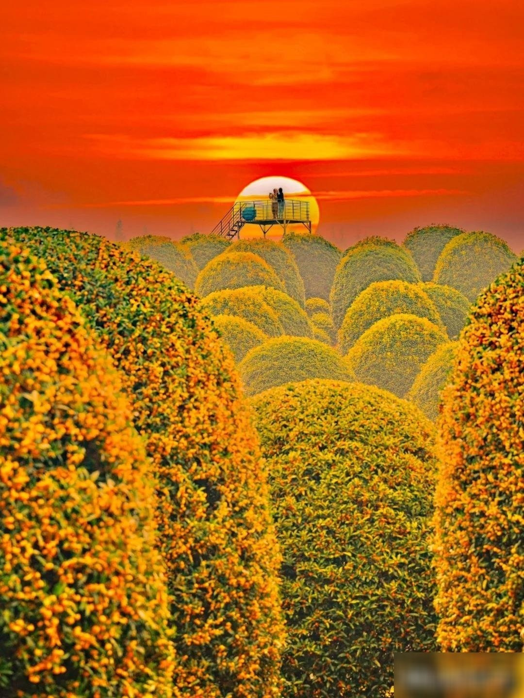 Cây càng lớn tuổi càng tỏa hương đậm, tán lá xòe rộng, mang lại bóng mát và không gian thanh khiết. Hái hoa làm trà hay rượu mộc hương còn là nét đẹp văn hóa của nhiều vùng quê xưa.