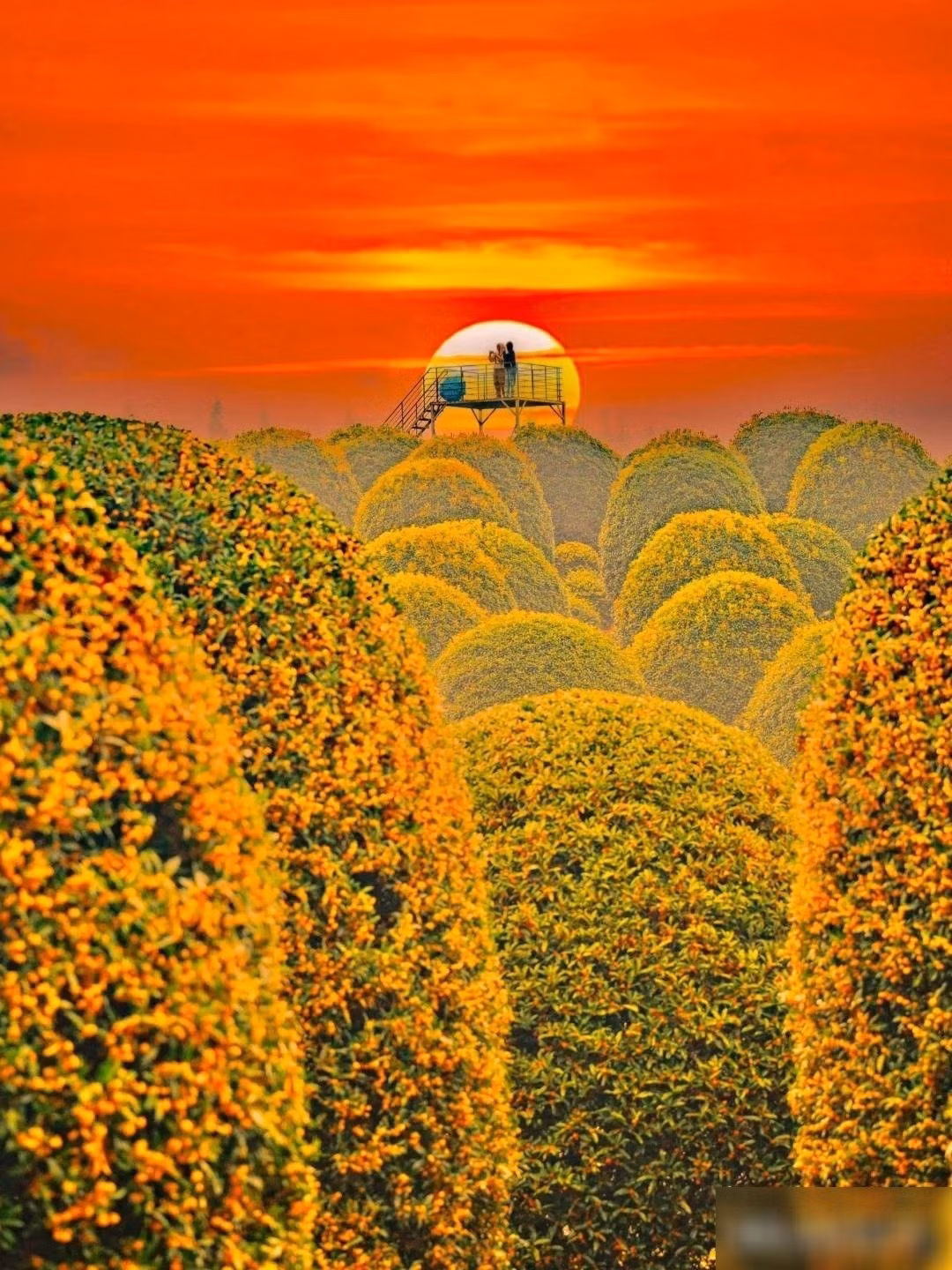 Cây càng lớn tuổi càng tỏa hương đậm, tán lá xòe rộng, mang lại bóng mát và không gian thanh khiết. Hái hoa làm trà hay rượu mộc hương còn là nét đẹp văn hóa của nhiều vùng quê xưa.