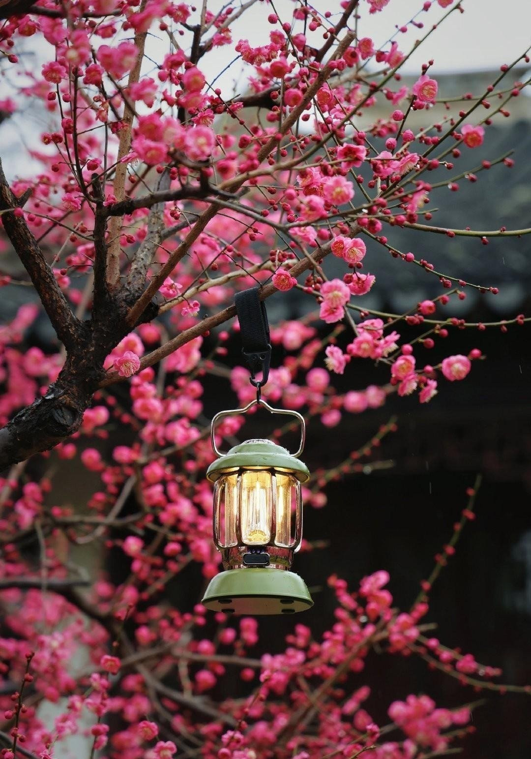 4. Mơ – Mận (Mai cổ) – Biểu tượng kiên cường và bảo vệ tổ ấm: Mơ mận, hay mai cổ, là loài cây được người xưa vô cùng trân quý. Cây sống hàng thế kỷ, nở hoa giữa mùa đông lạnh giá, thể hiện ý chí mạnh mẽ và lòng kiên cường vượt qua thử thách.