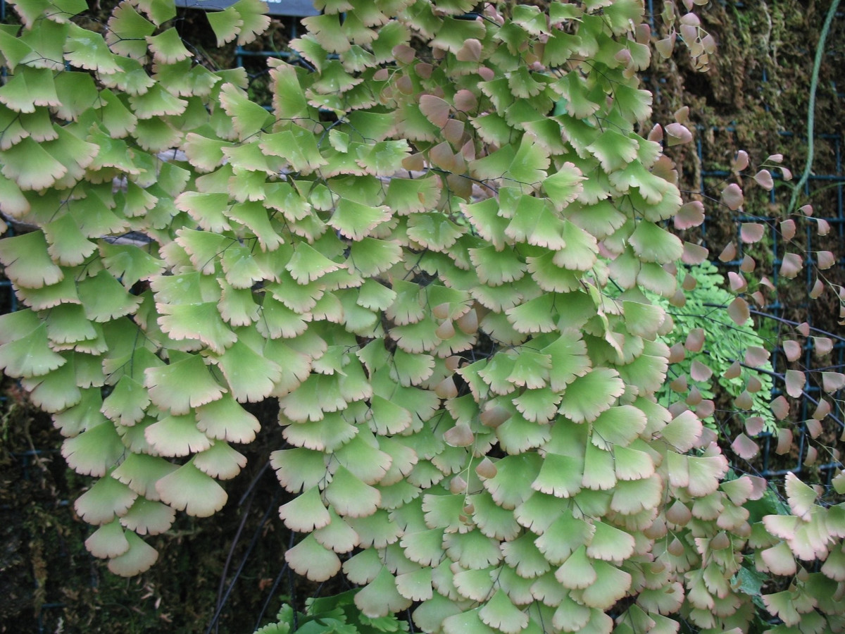 Trồng để yêu, để chữa lành tâm hồn. Bạn có thể đặt cây trong chậu treo, giỏ cao hay góc râm mát trong nhà. Với vẻ đẹp xanh như không thật và khả năng làm dịu cảm xúc, dương xỉ tóc tiên là món quà tinh thần vô giá.